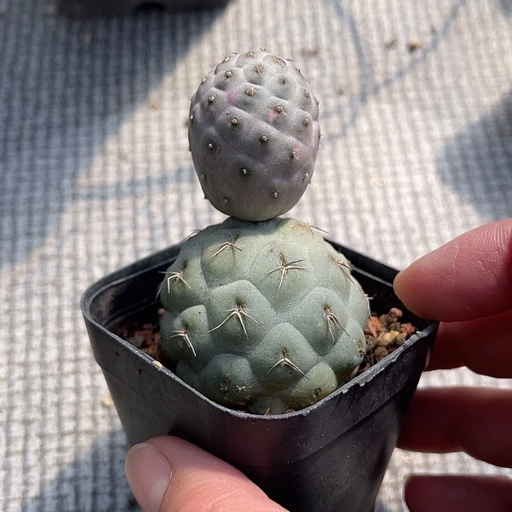 无花朵雪人习志野仙人球
