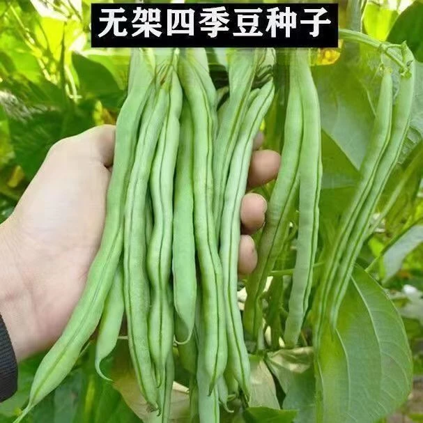 无架四季豆种子无筋豆种子不用搭架春季庭院阳台菜籽