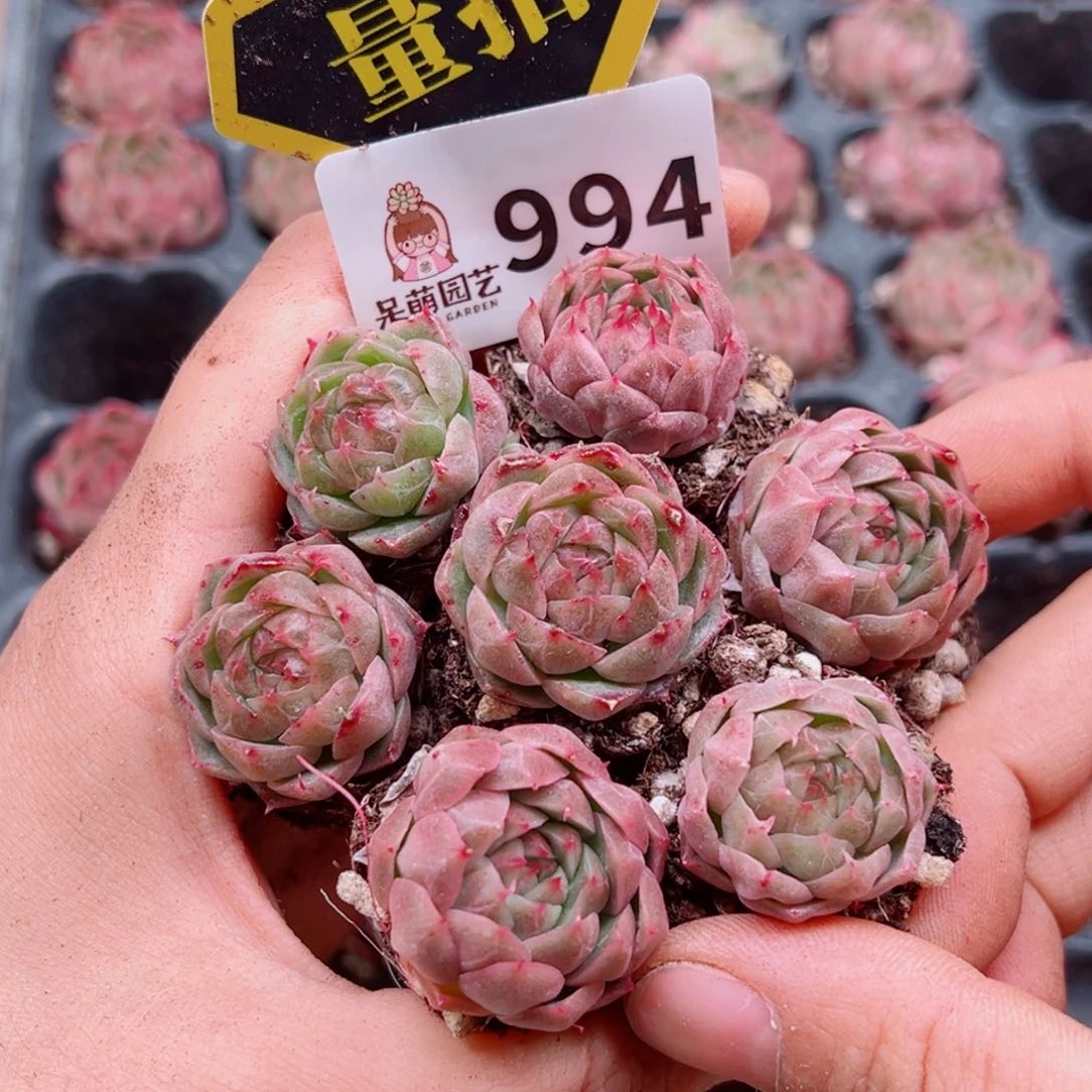 当前无花朵，栽培后可花朵