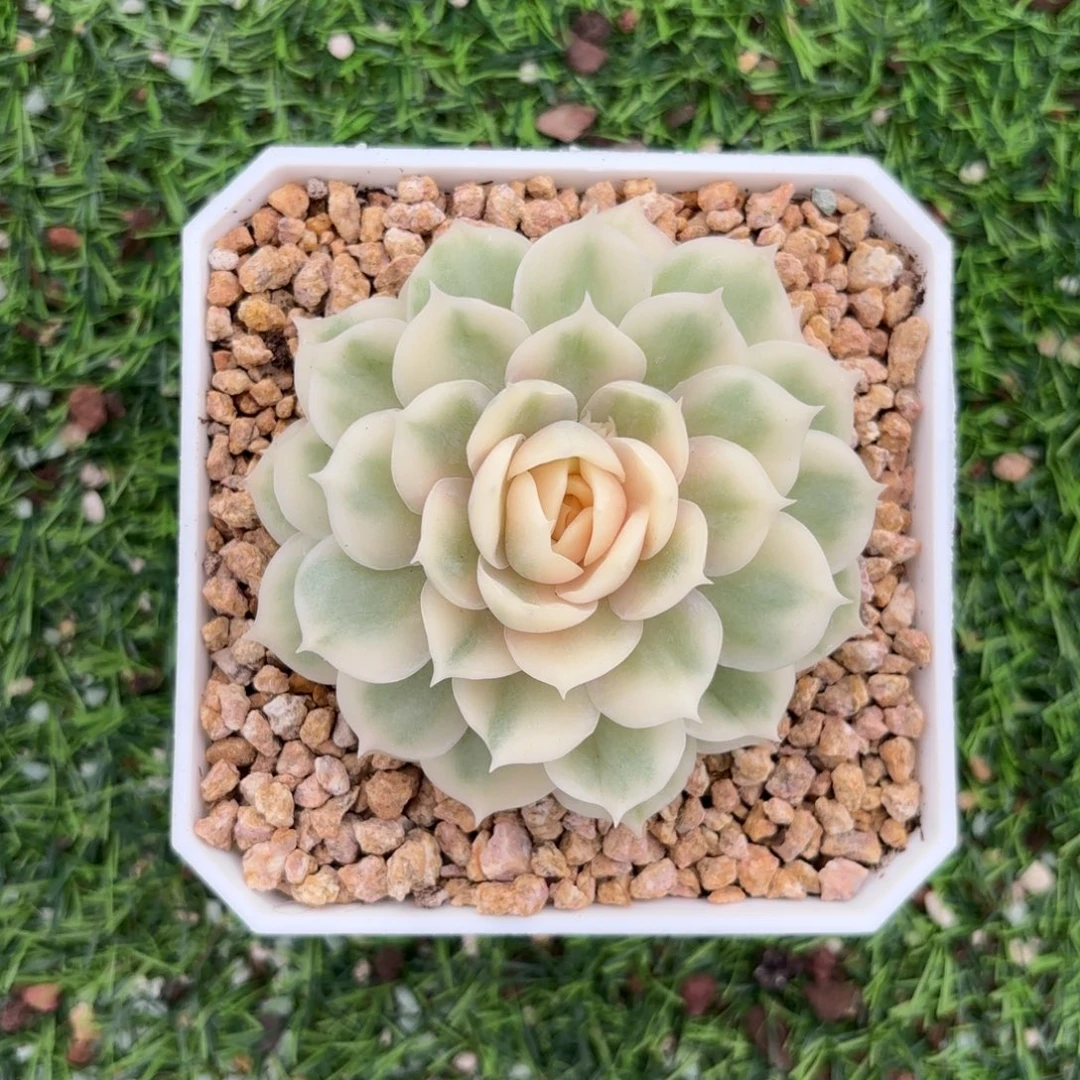 昂斯诺锦一物一拍