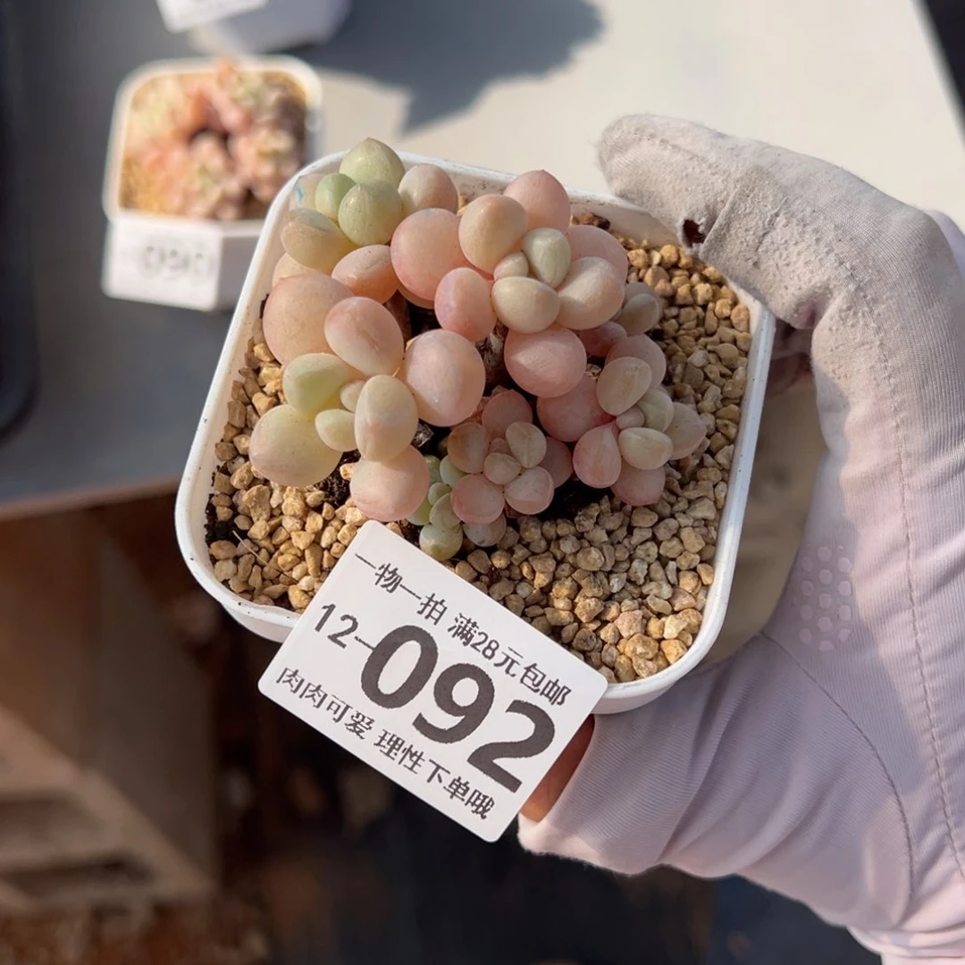 萤火虫多肉多肉多肉多肉