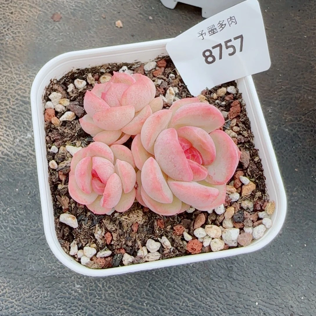 琴心，8757多肉植物