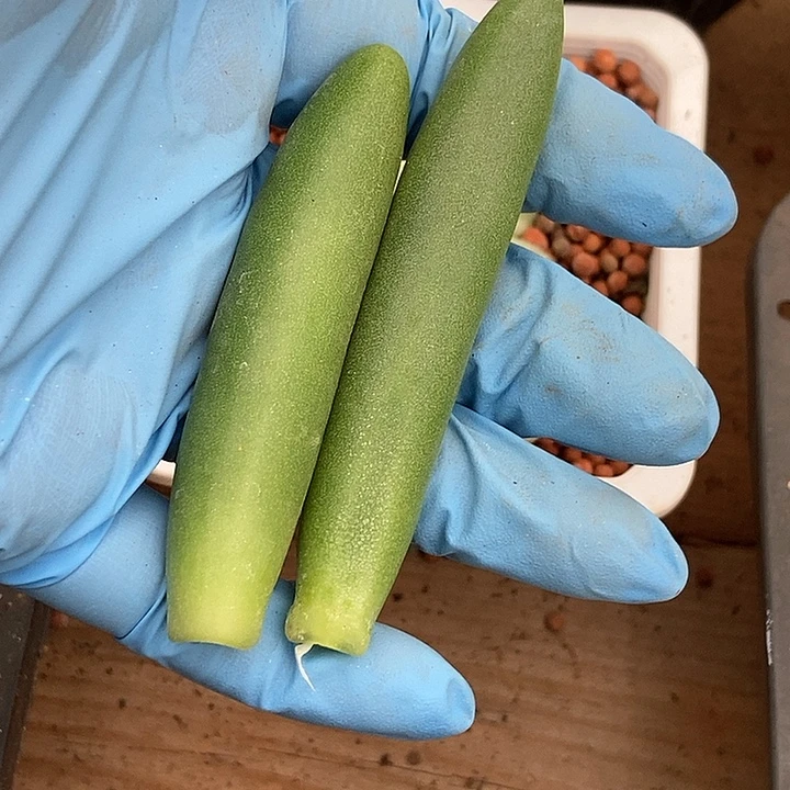 糖***子椰子树有锦基因多肉植物