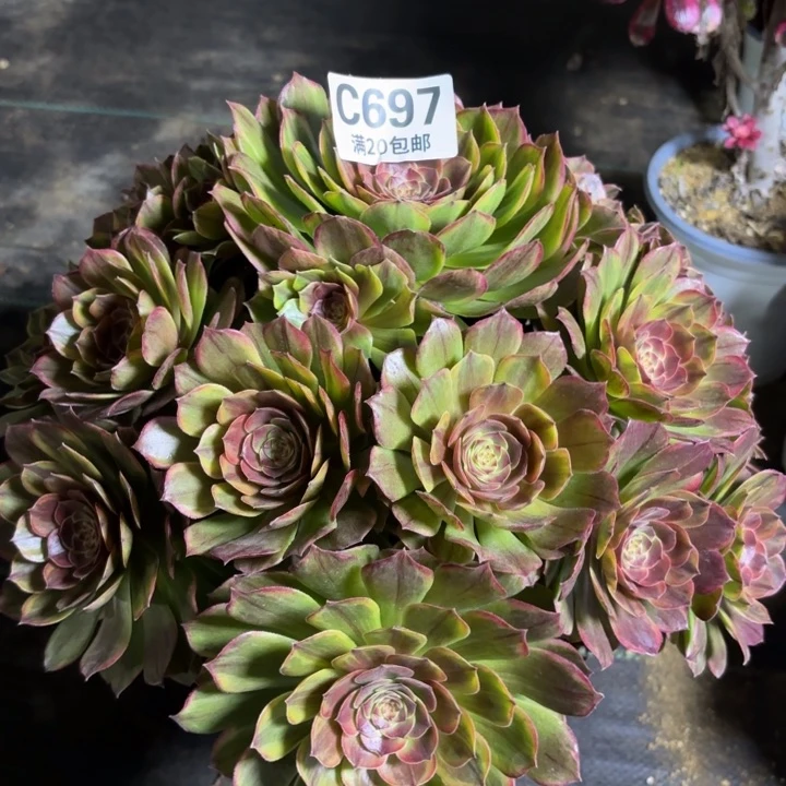 瑞妈一物一拍697