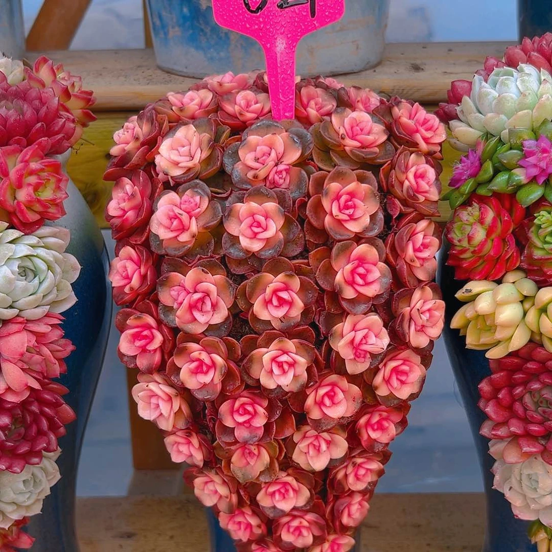 021➕033多肉组合