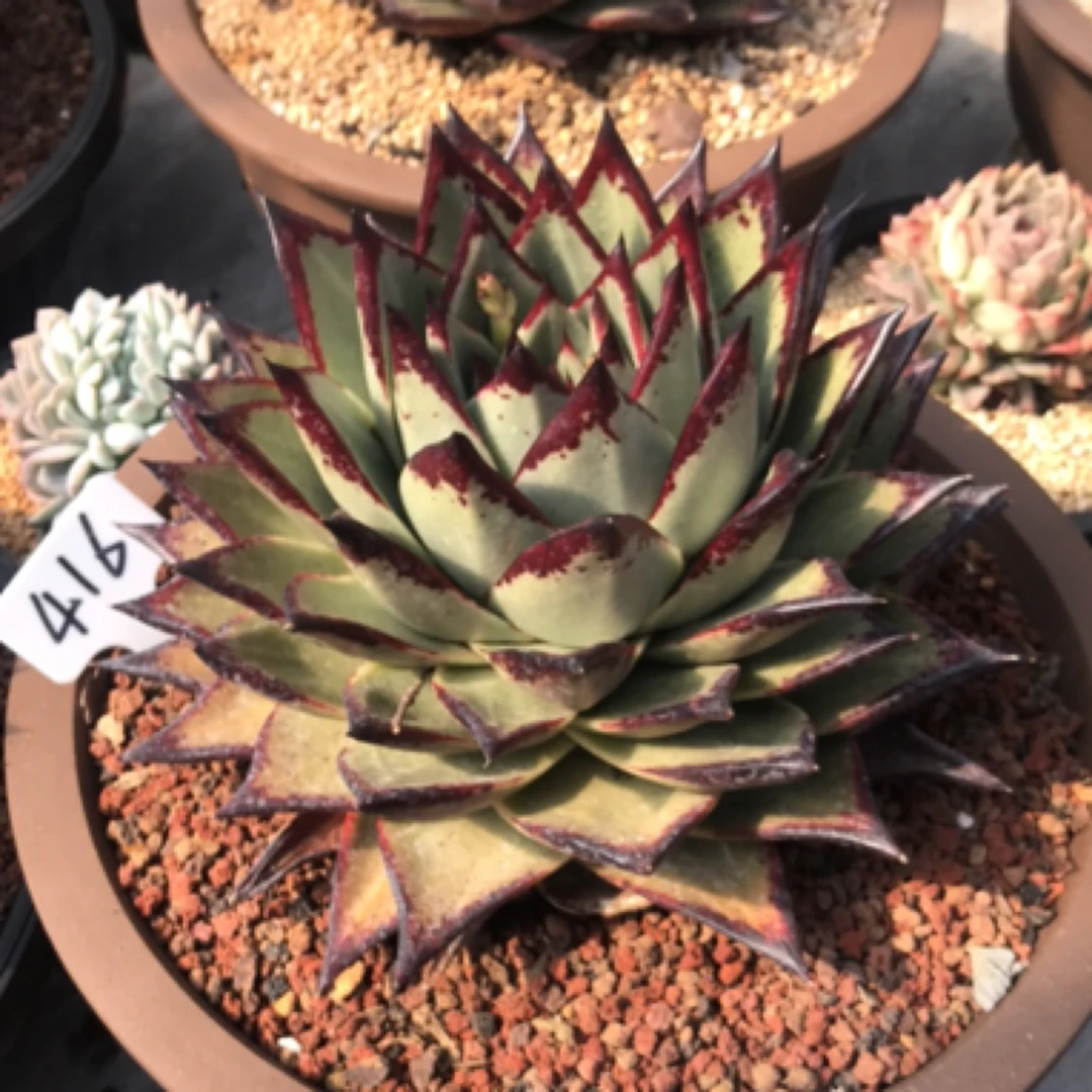 416号大型多肉美乌一物一拍