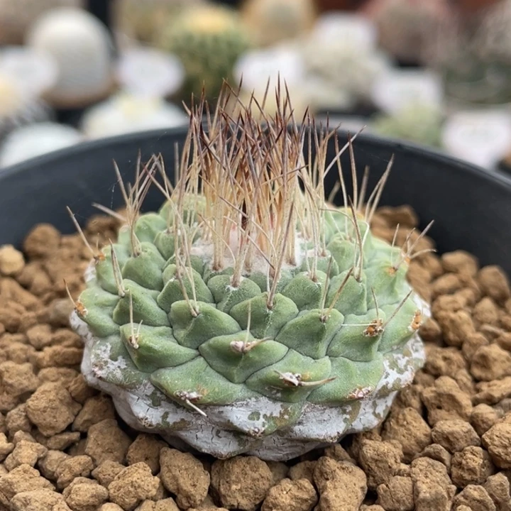 菊水         实生根