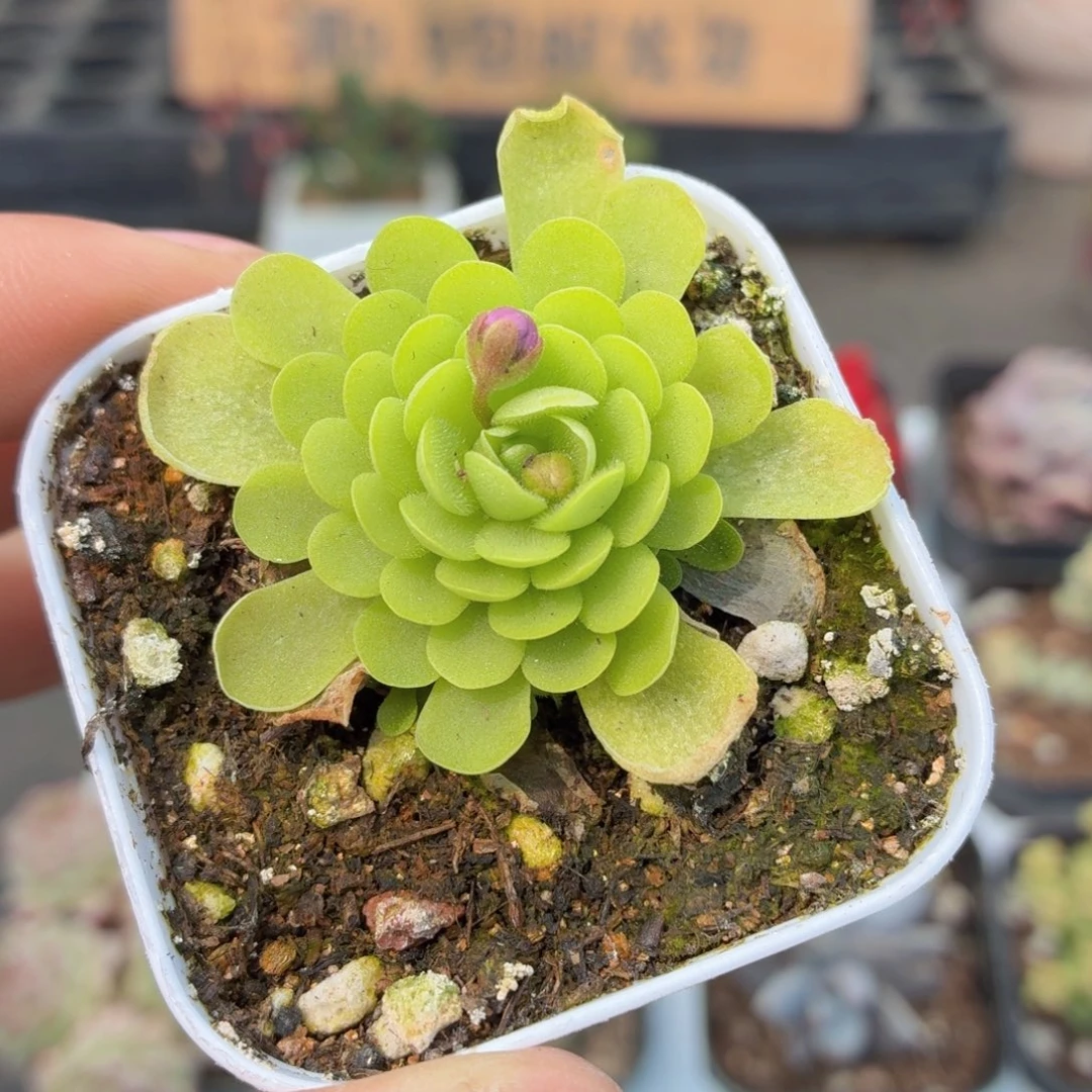 捕虫瑾多肉9.9包邮发货