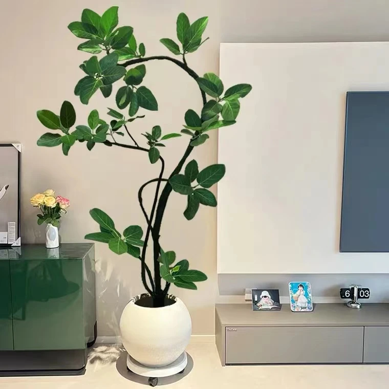 孟加拉榕树盆栽客厅绿植真花卉橡皮树好养办公室内大型植物高山榕