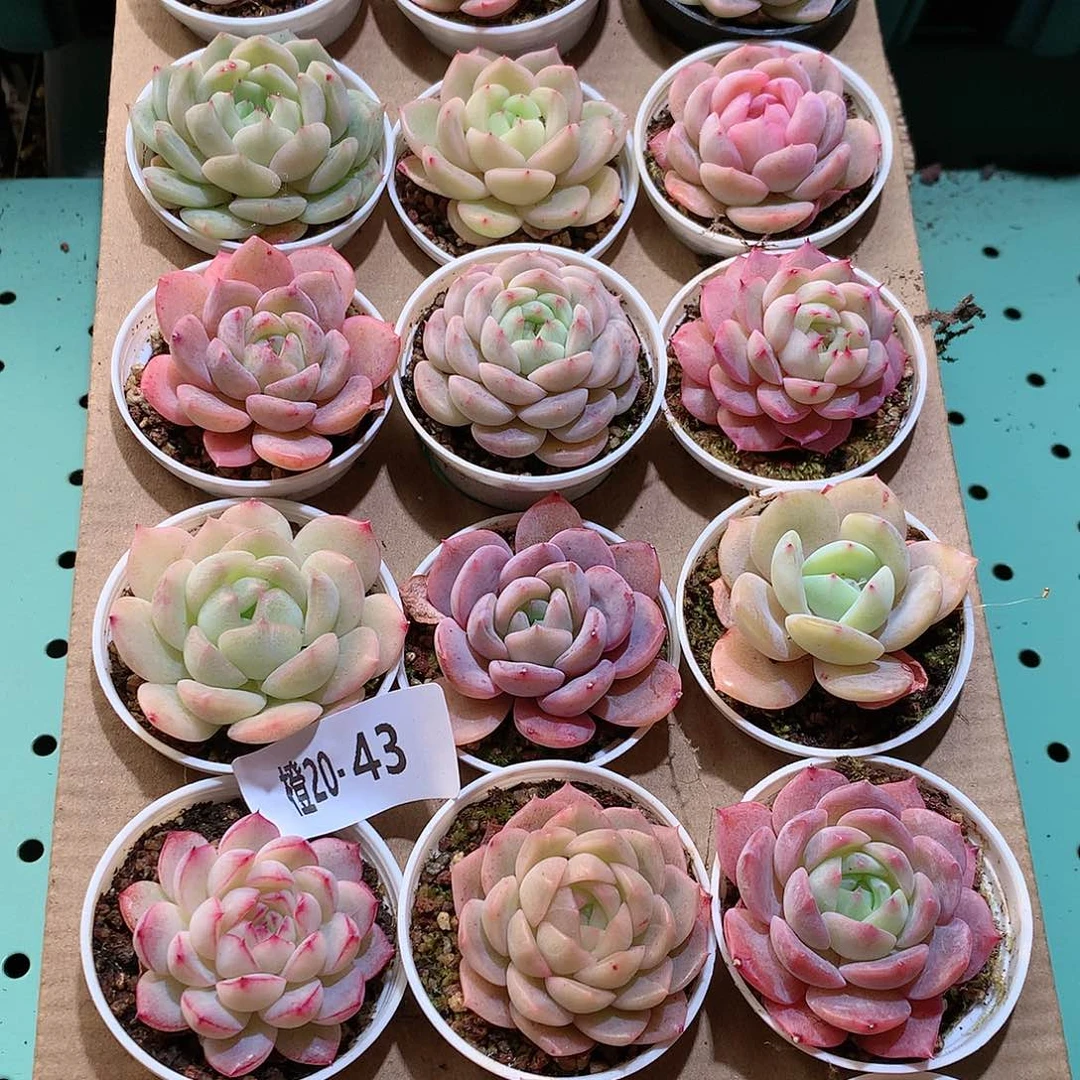 20-43一物一拍带盆18颗。