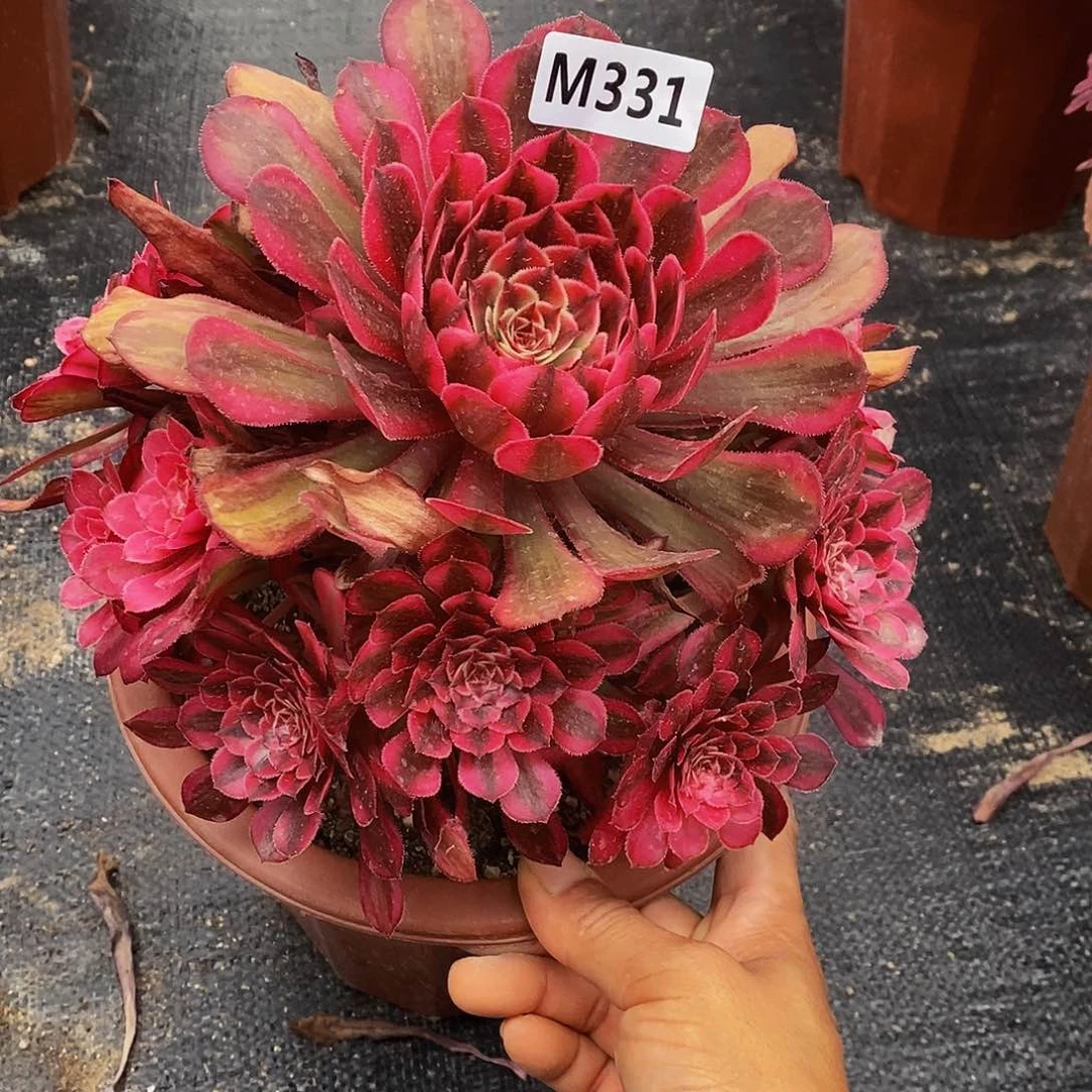 331白月光6666666666666