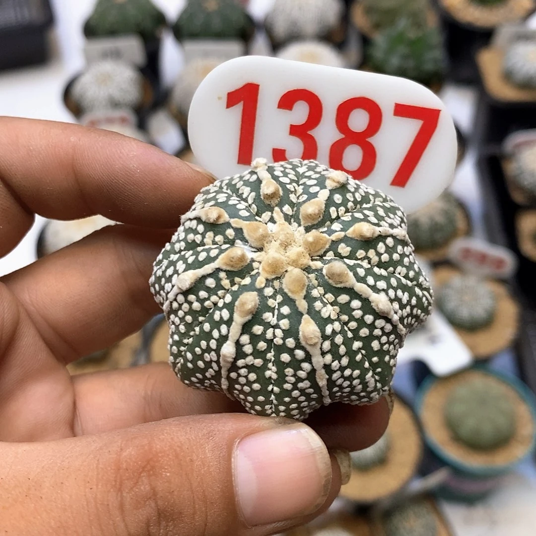 1387奇迹福利特价咯哦