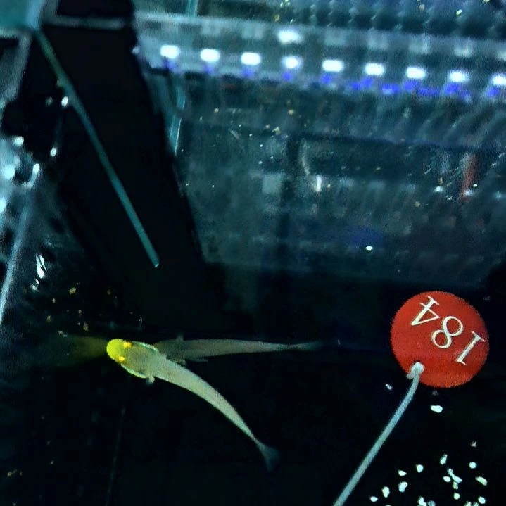 金头虾虎7+两条，运费40/5-48-184