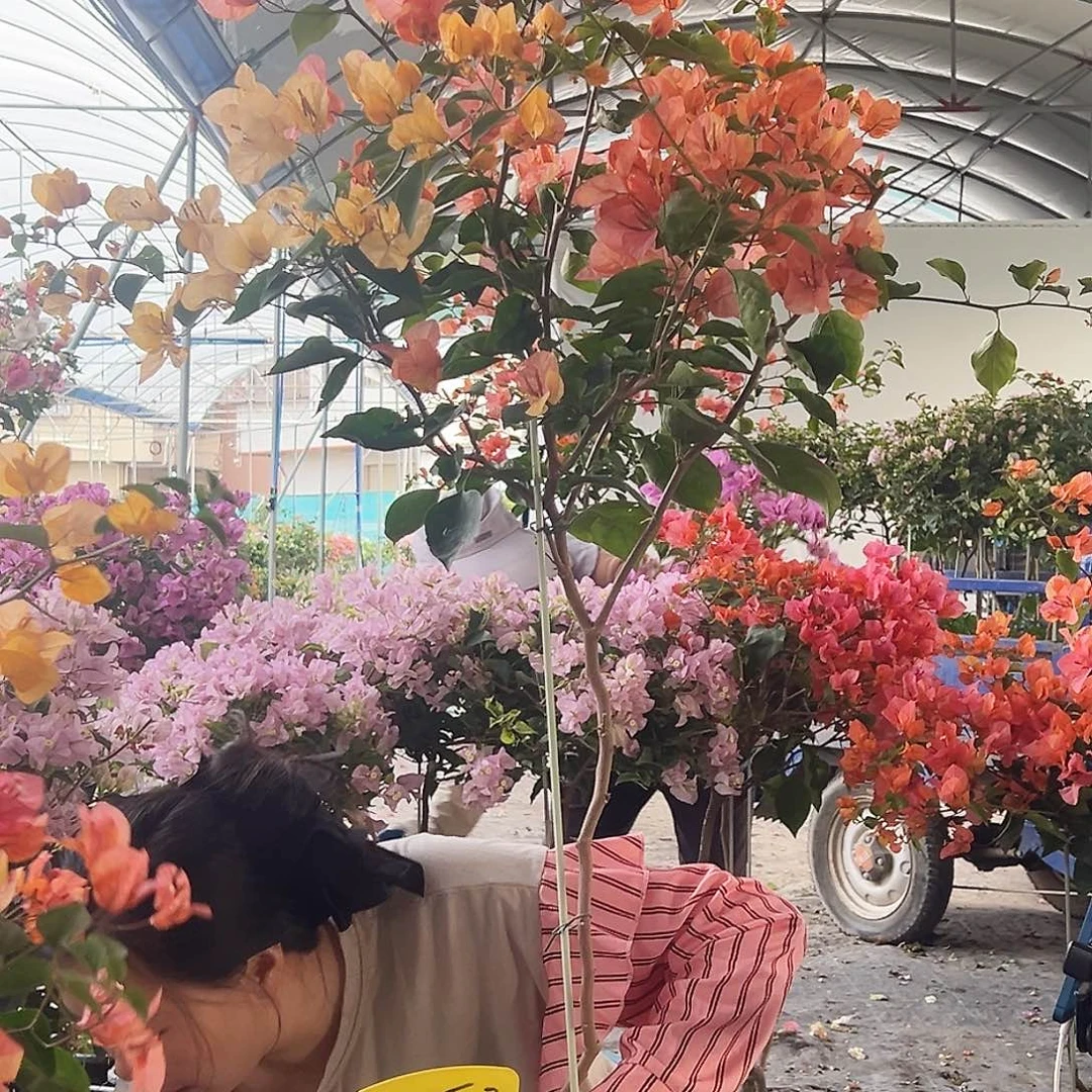 青***宿大部分花苞少量开放B53阿达娜