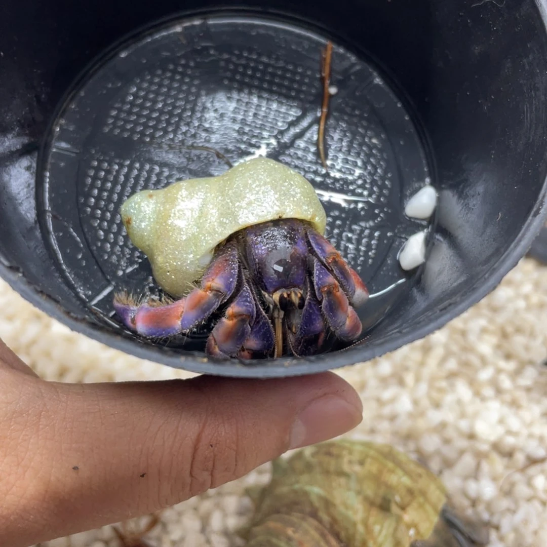 森***°2.3 不退不换，秒拍秒付