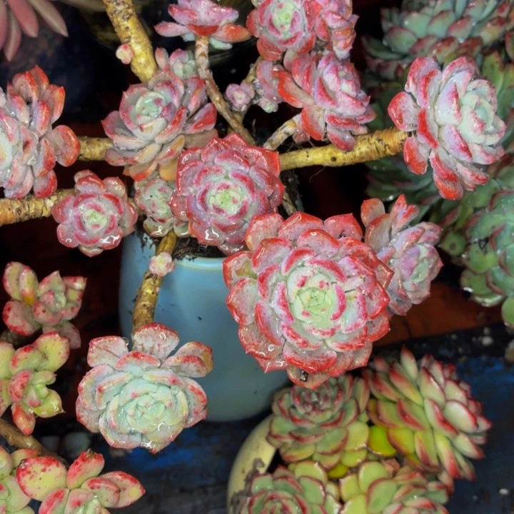 落***纷老桩精品肉肉千山雪