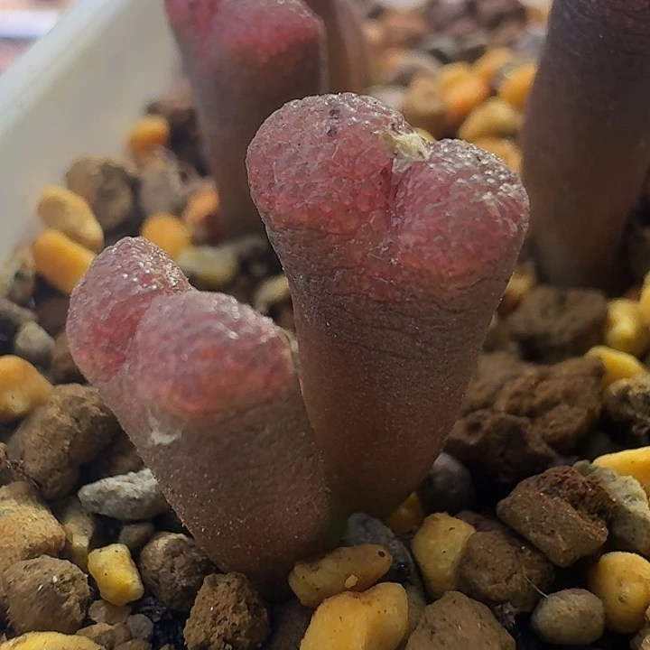 7号拆群没根双头全窗泡泡勋章