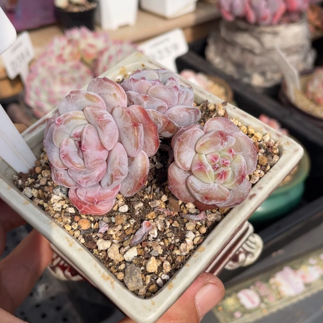 0558星影不带盆7厘米