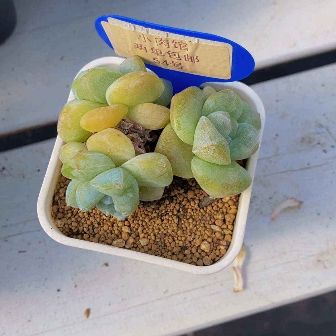 54-精品冰玉群一个