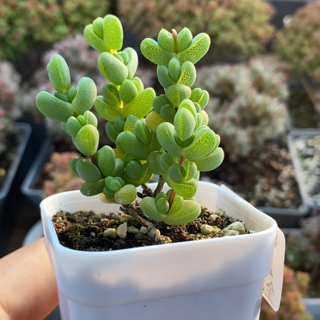 小***白元宝枝干番杏3345。