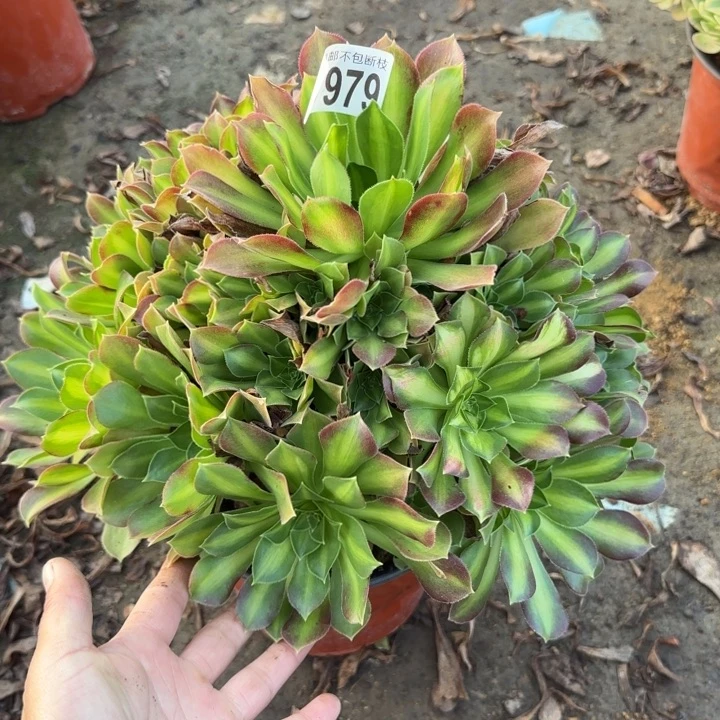火焰山……多肉植物……