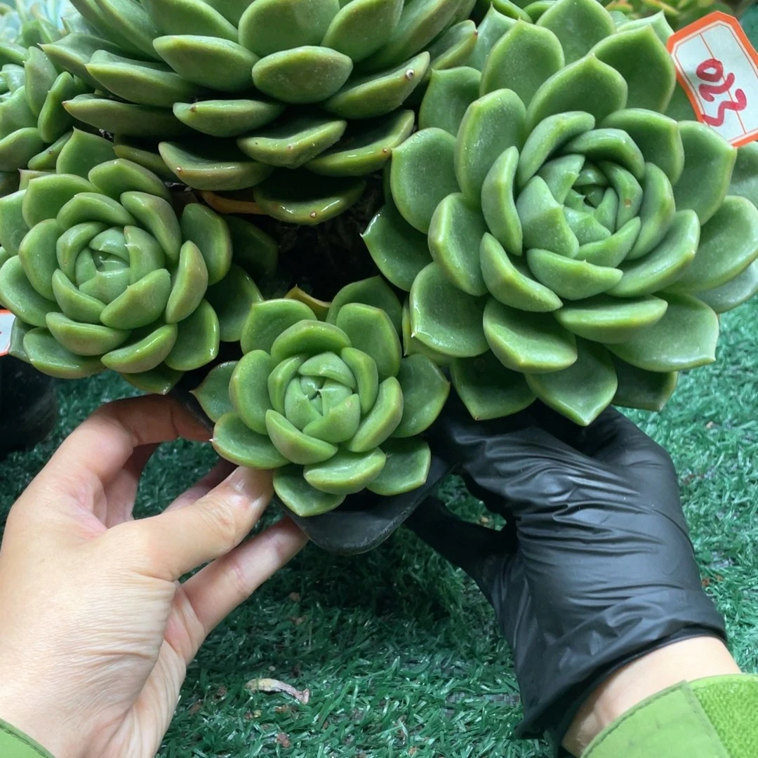 023 一物一拍28包邮非偏远