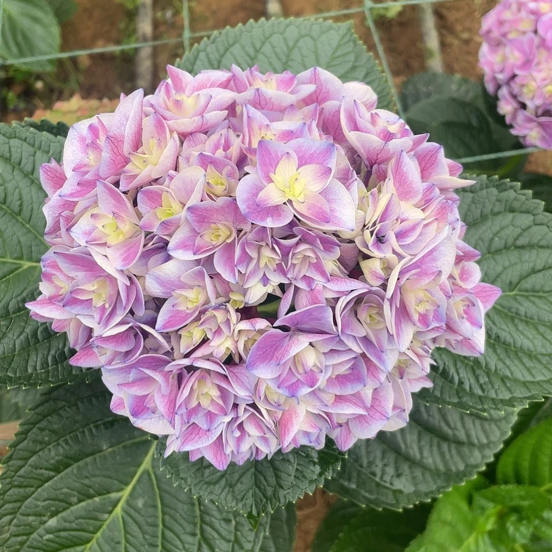 绣球切花一物一拍3枝起包邮，101