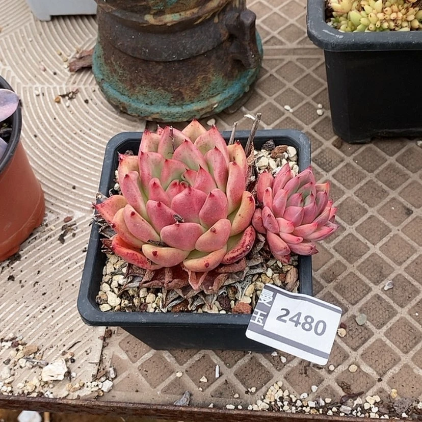 【闪购商品】东云2480