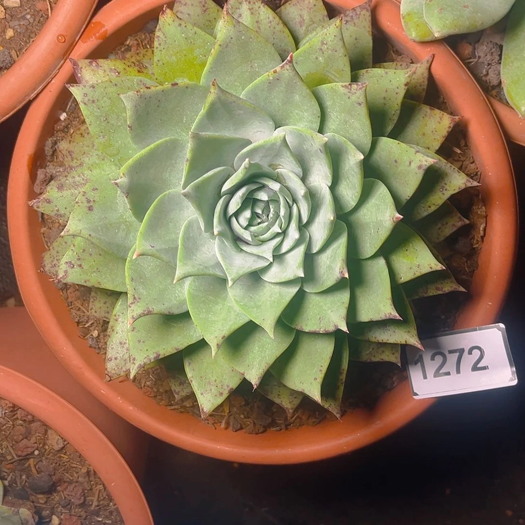 牡丹苹果叶老桩1272