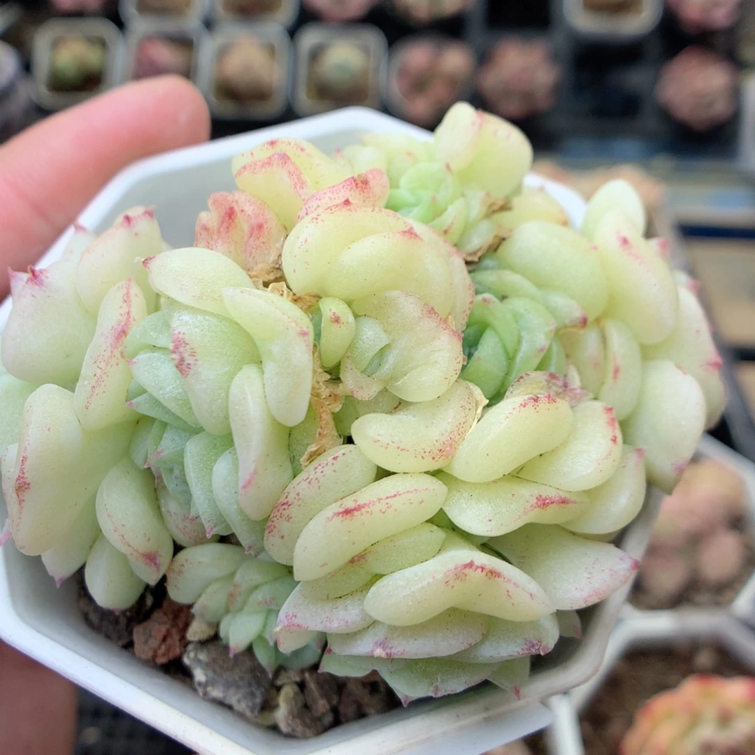 G112白天鹅，20包邮两天凑单偏远不发货