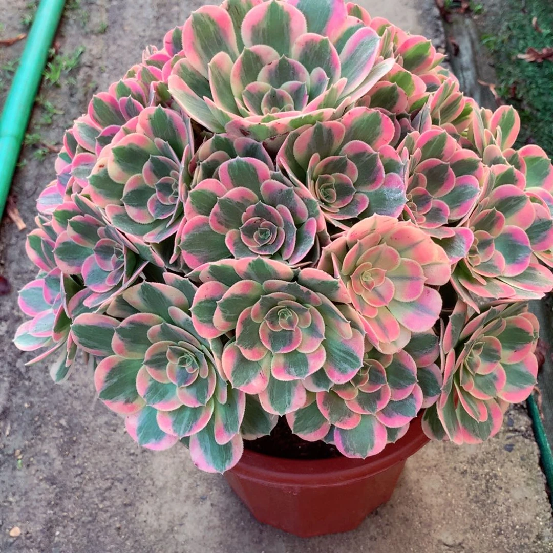 妖月捧花，多肉植物