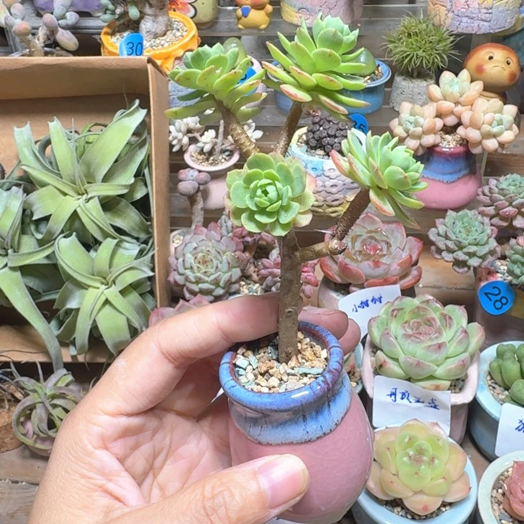 多肉含盆土 一物一拍