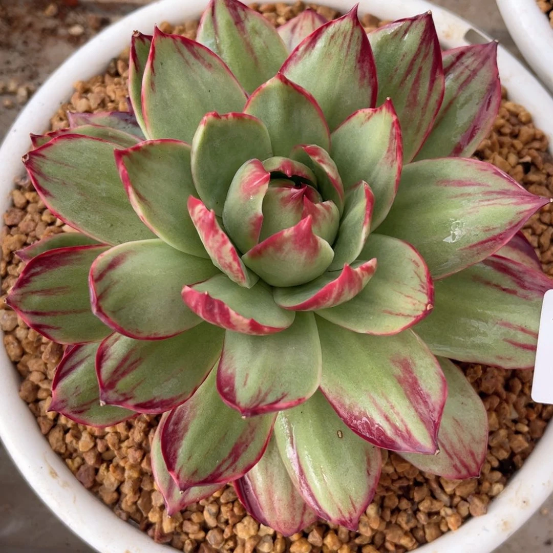 ?****6.17-5惊鸿1111111