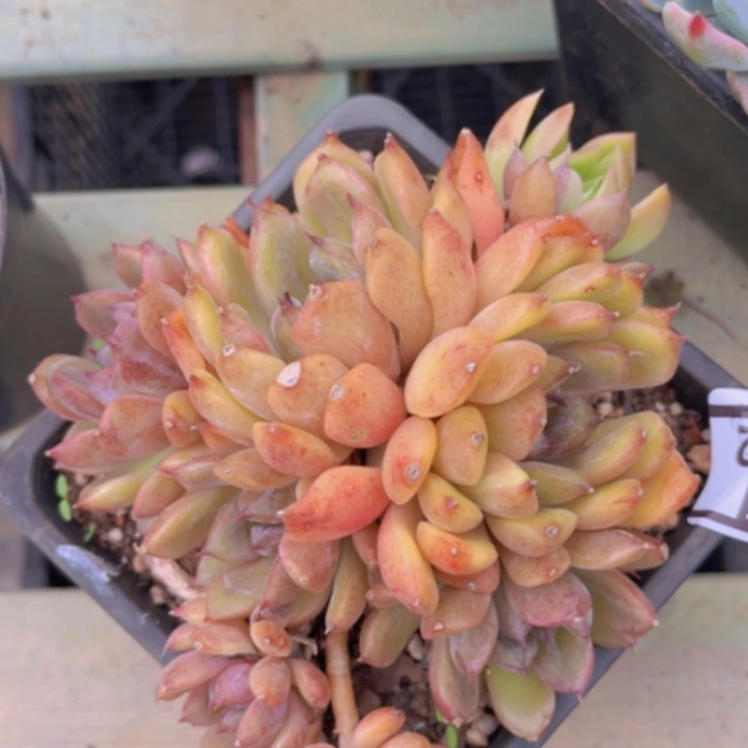 【闪购商品】紫樱31162