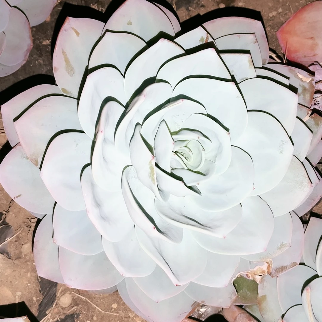 奶茶13.99多肉植物