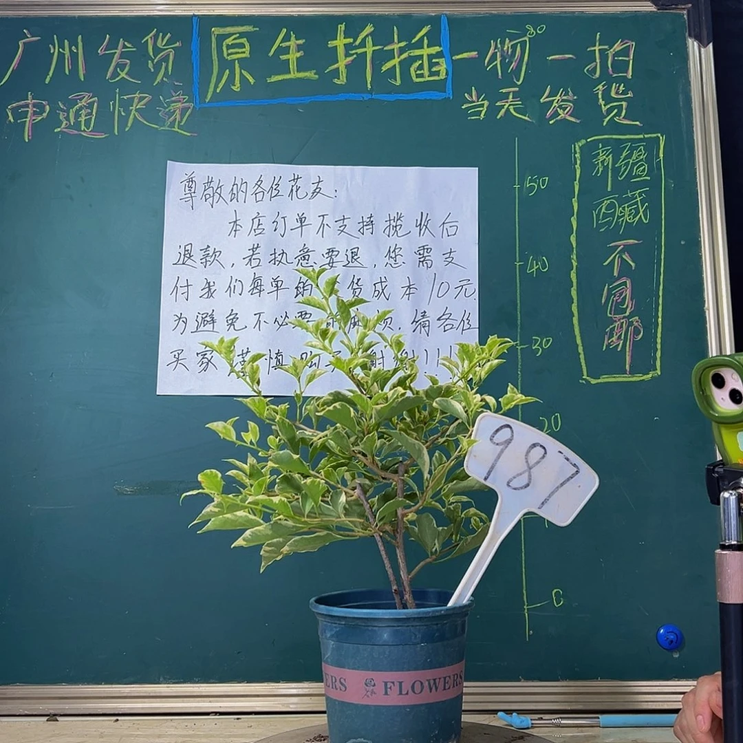 当前无花栽培后可以开花 双杆 银边白 987