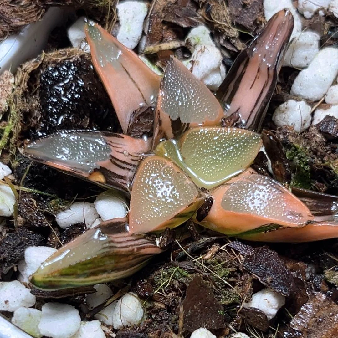 恭喜发财大吉大利1501