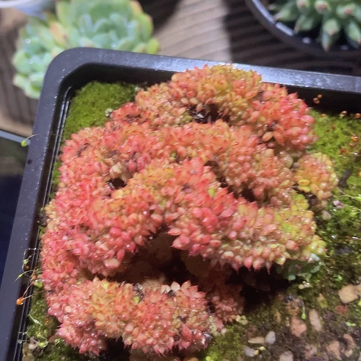 粉姬莲缀1185多肉植物