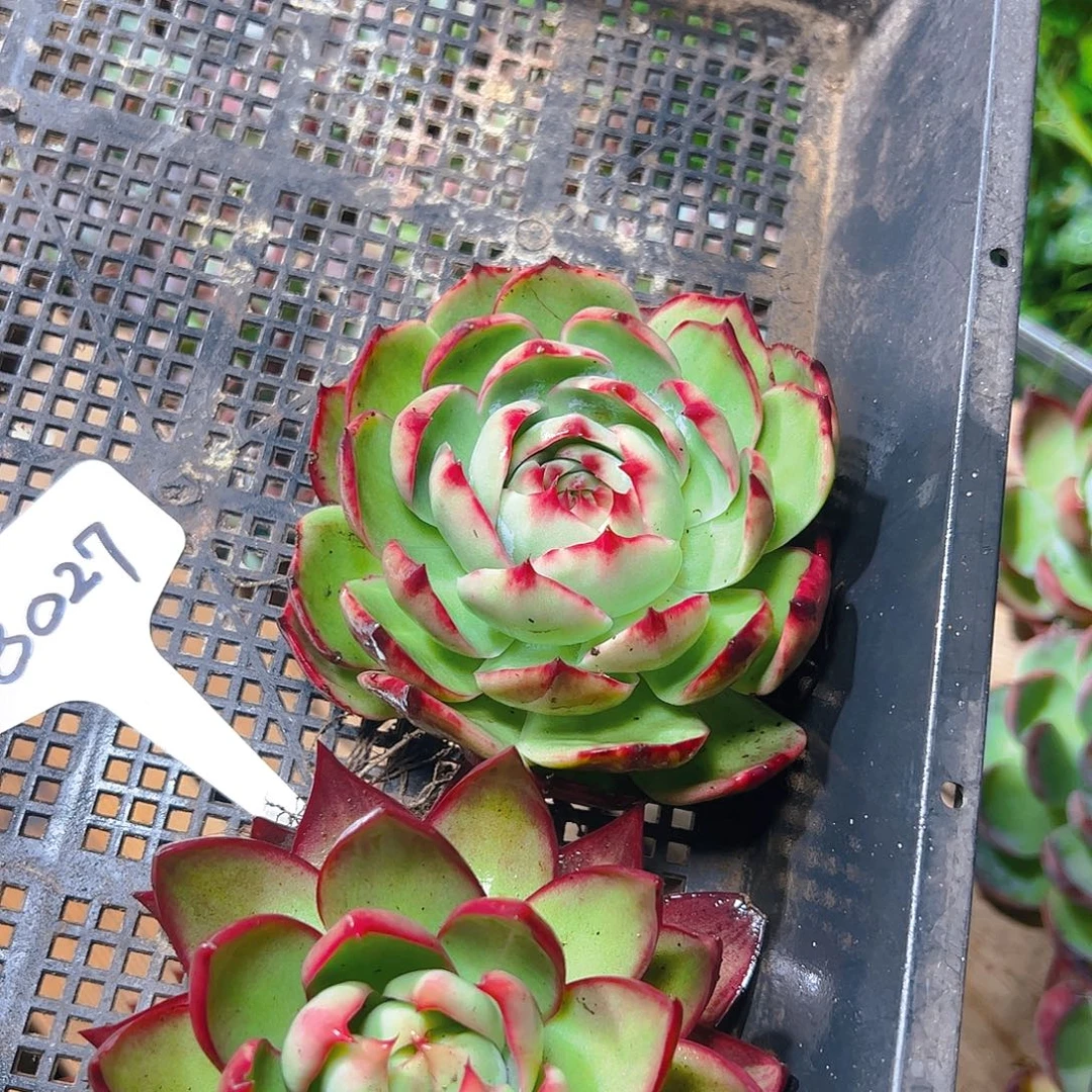 惊鸿仙子两颗8027号