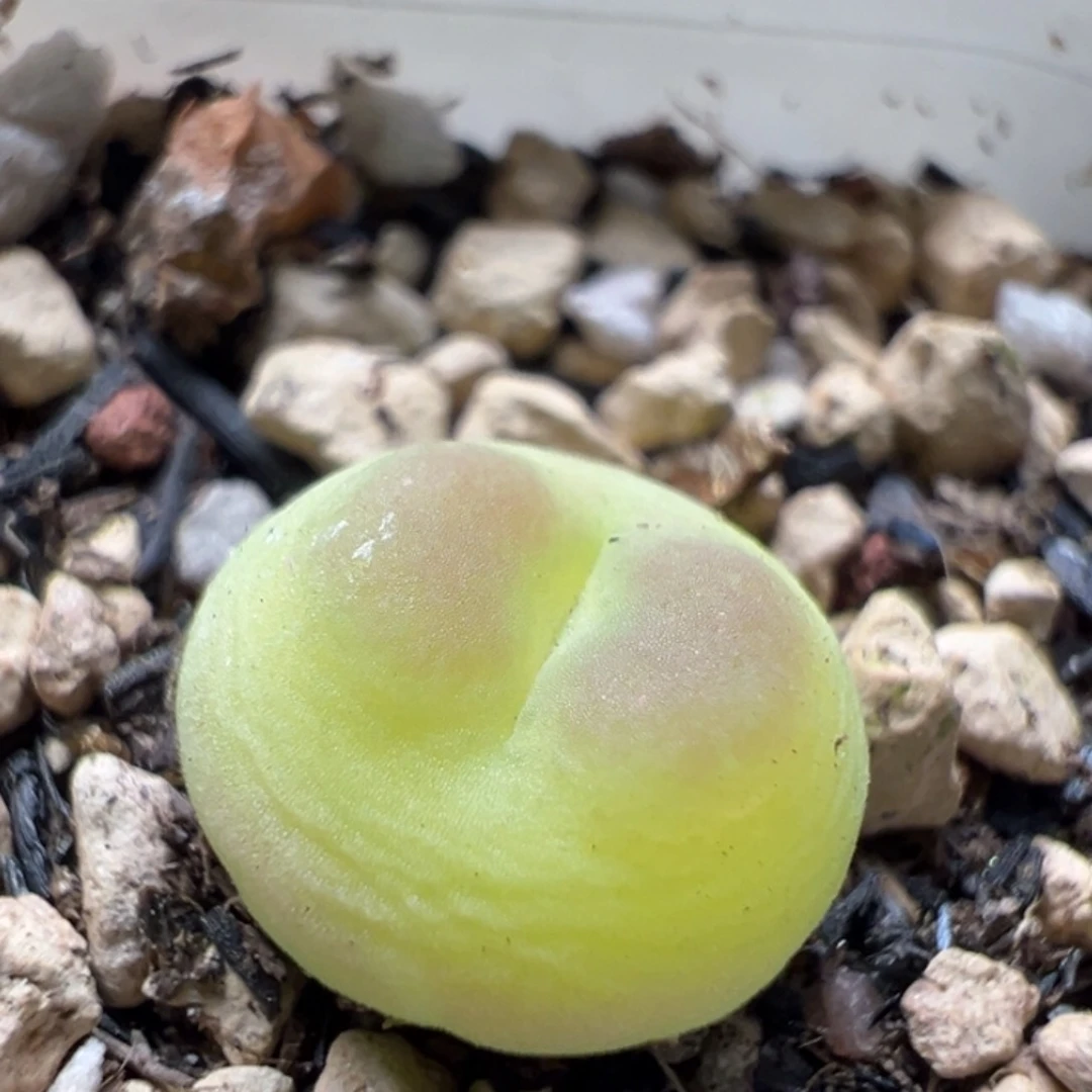 紫皮拉登母本一物一拍
