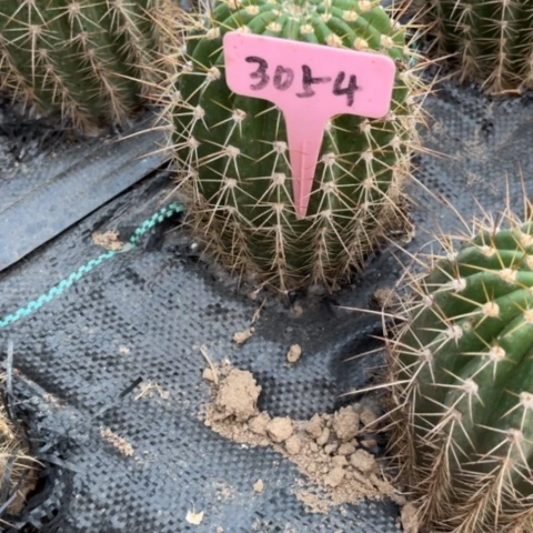 清清1号微瑕介意勿拍3054