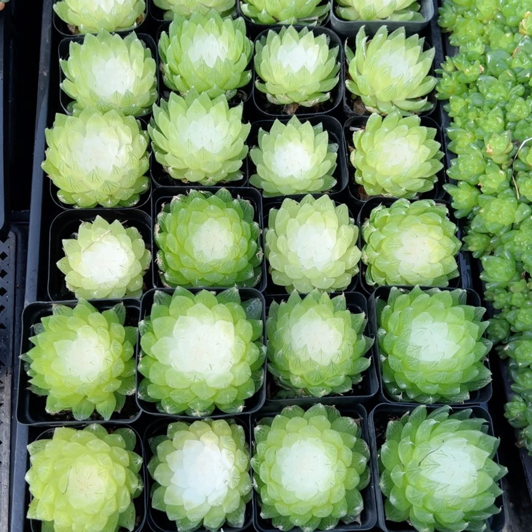 白莲花多肉植物一颗