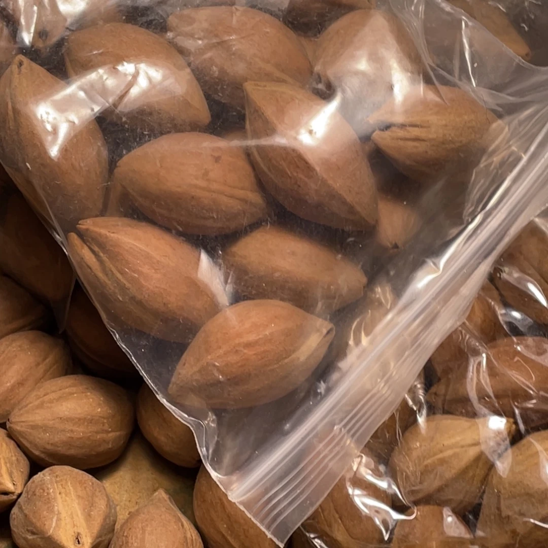 木***呆手串/手链橄榄核不退不换