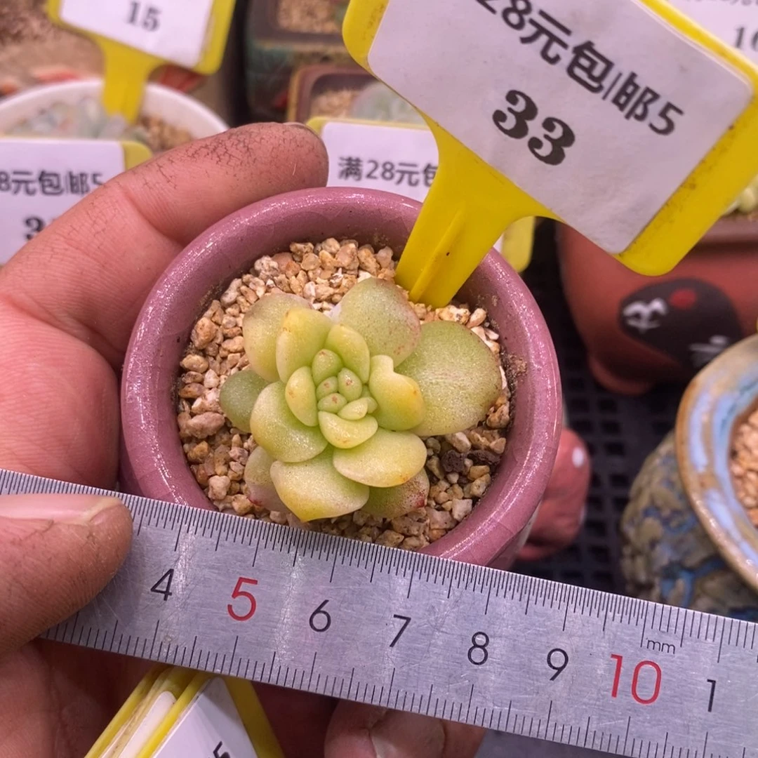 533冰玉锦朵朵缀老桩