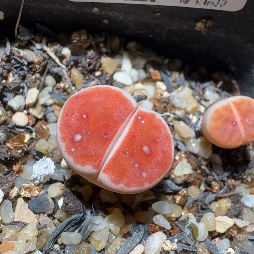 zzz美货便宜啦1203