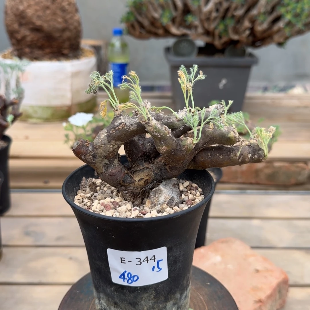 344黑皮月界块根植物