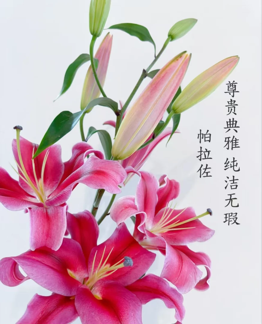 帕拉佐云南昆明基地直发水养香水百合鲜花束家用插花