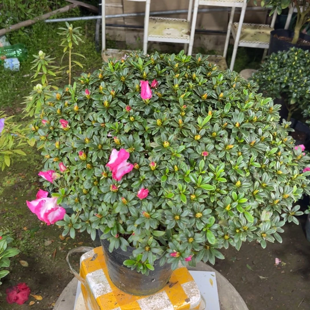 大部分花苞少量开放