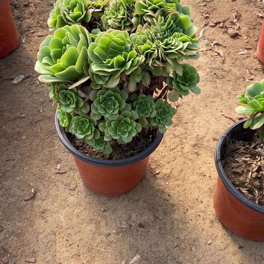 无花朵26号链家吕羊绒缀化