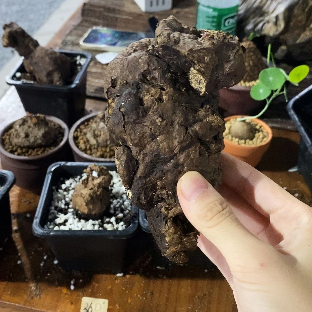 无***尘一叶龟一物一拍280